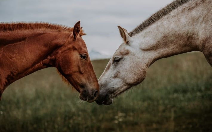 Живі тварини ходили по трупах: в Росії від голоду загинули пів сотні коней
