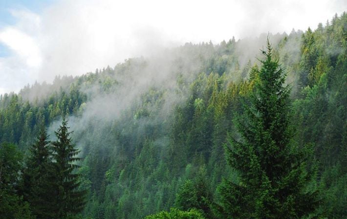 Запорожский лесхоз обязали оплатить 1,6 млн гривен из-за незаконной вырубки деревьев